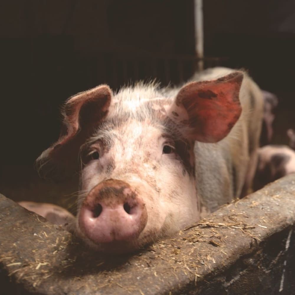 Carne di maiale a Km zero — Antica Fattoria Paesano
